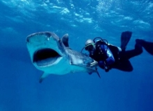 На Черном море учат спасаться от акул-людоедов
