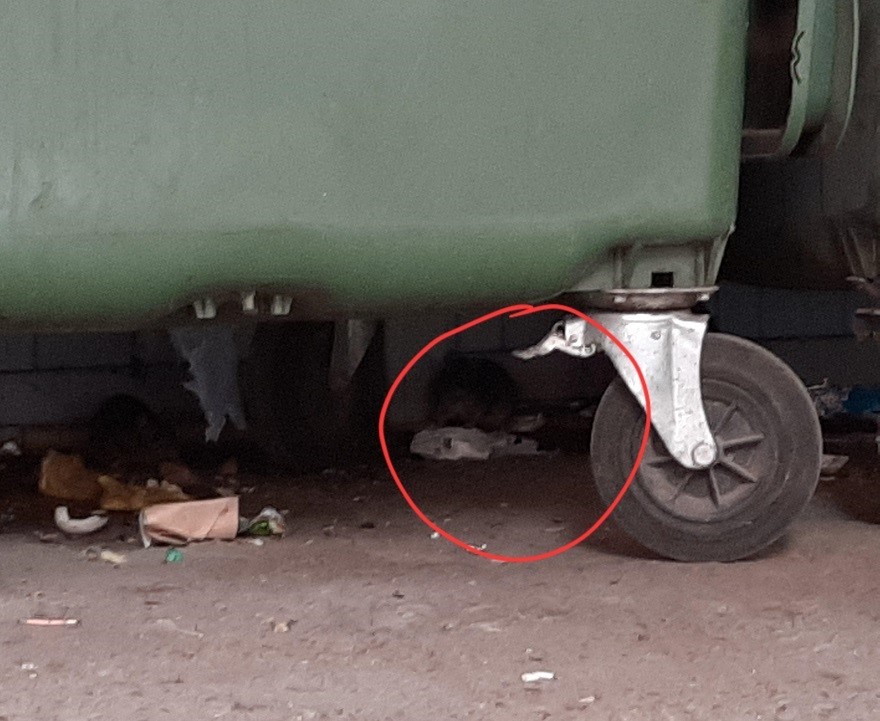 Проблемы с вывозом мусора в Петербурге привели к росту популяции крыс. 11020.jpeg