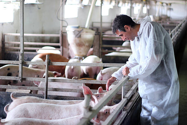 Крупный российский производитель бройлеров теперь начнет разводить свиней