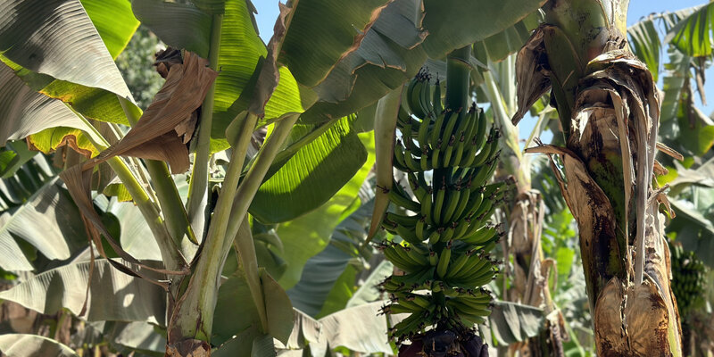 Эквадор ищет новые рынки сбыта для бананов