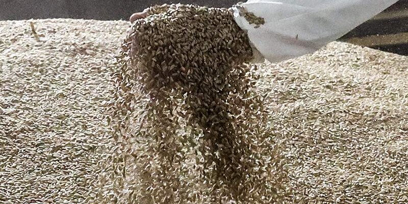 Турция компенсировала отсутствие поставок пшеницы из других стран с помощью России