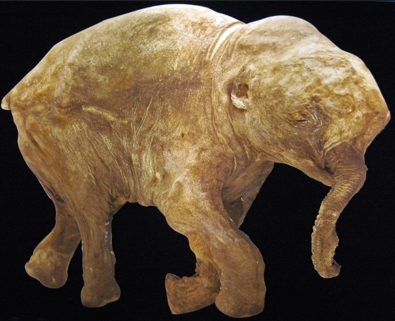 Ученые из британской компании Colossal достигли прогресса в проекте по воскрешению мамонтов