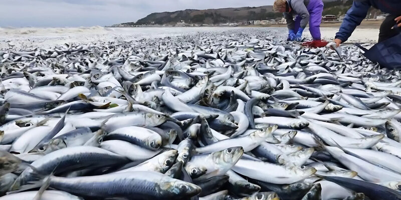 На берегах Японии нашли тонны мертвой рыбы