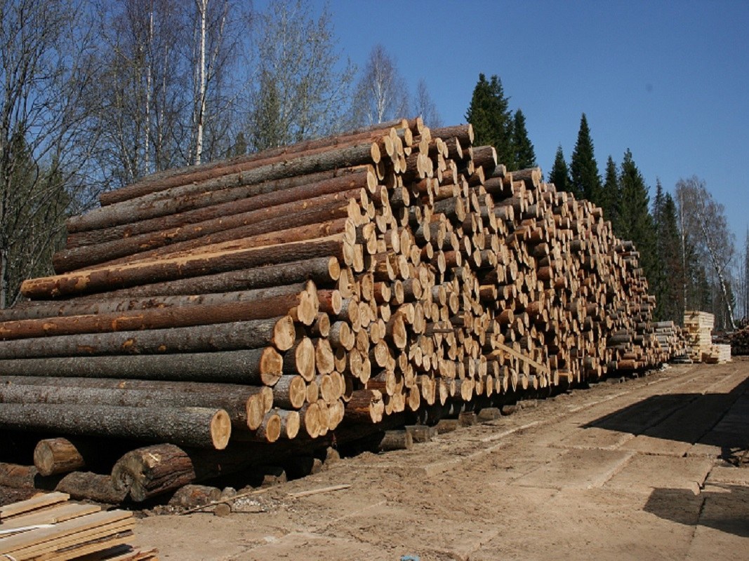 Дело на 77 млн руб. возбудили в Приморье из-за контрабанды леса
