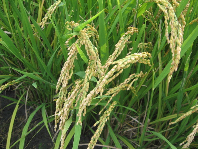 В провинции Чжэцзян на востоке Китая археологи обнаружили древнее рисовое поле