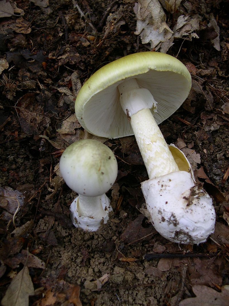 Ученые из Великобритании, США и Франции обнаружили древнейший болезнетворный гриб