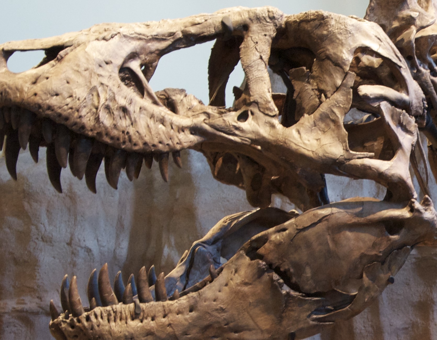 В Канаде обнаружены останки тираннозавра с двумя детенышами в желудке