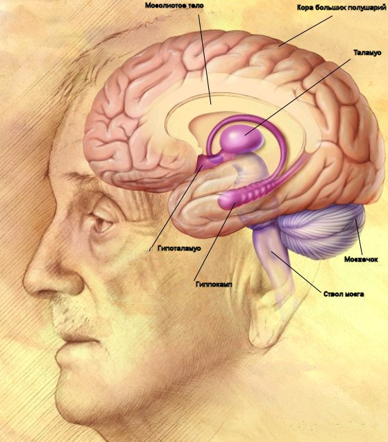 Neuralink успешно провела первое вживление импланта в мозг человека