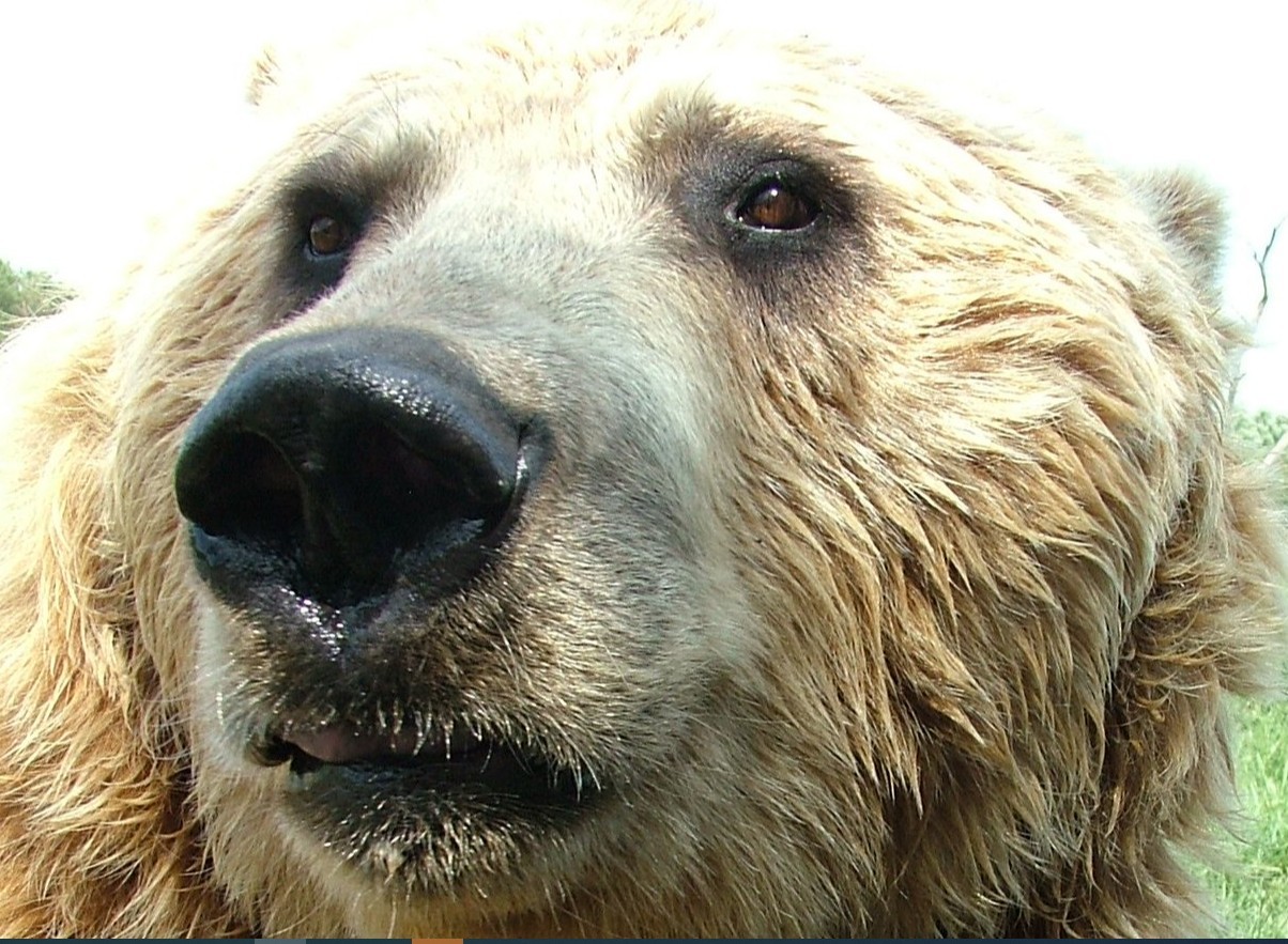 Весной на Чукотке начнется проект по охране поселков от белых медведей