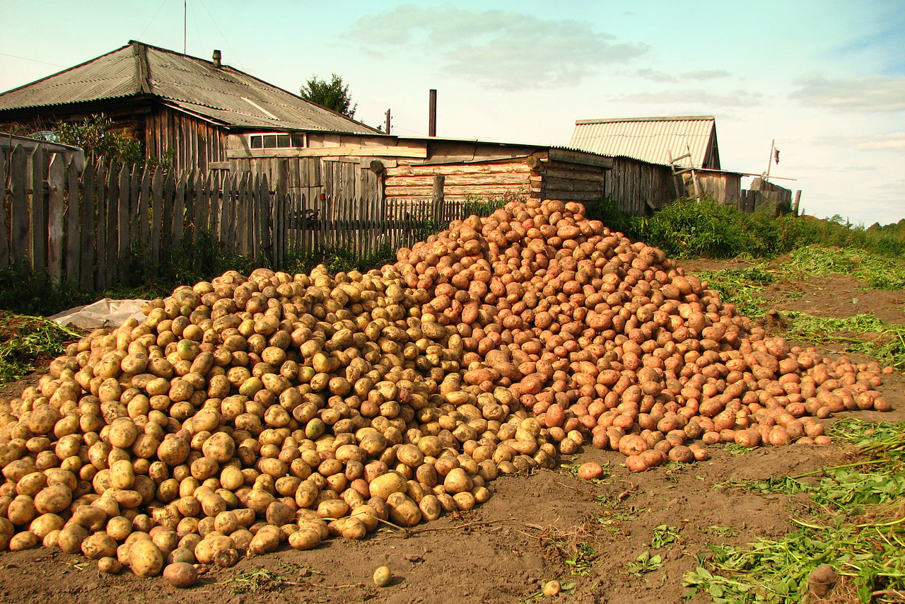 Российские ученые разработали новый метод защиты картофеля от опасного заболевания