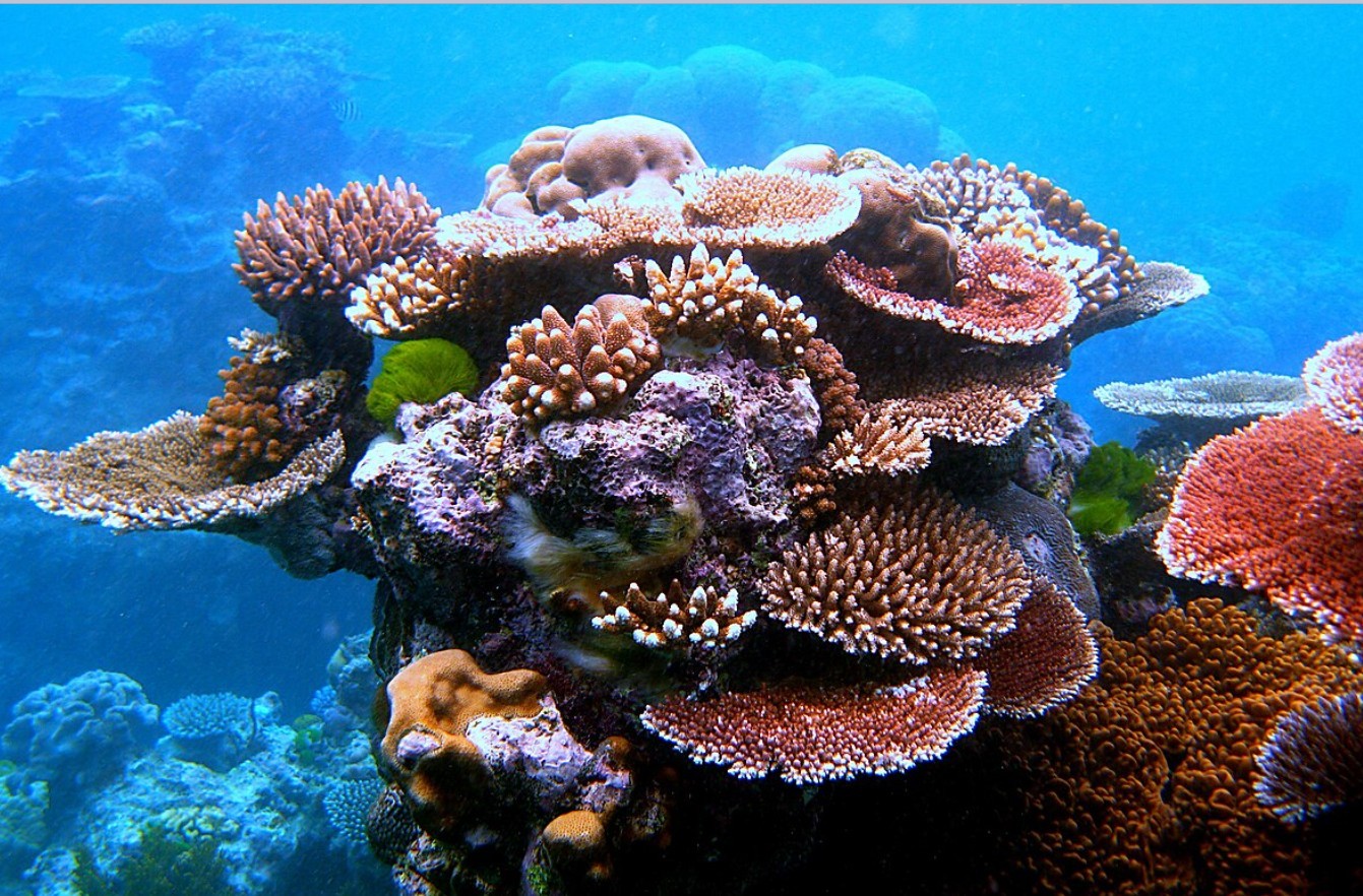 Эксперт Бобылёв: вывозить кораллы как сувенирную продукцию запрещено