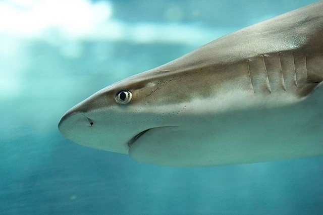 Во Флориде могут запретить охоту на акул