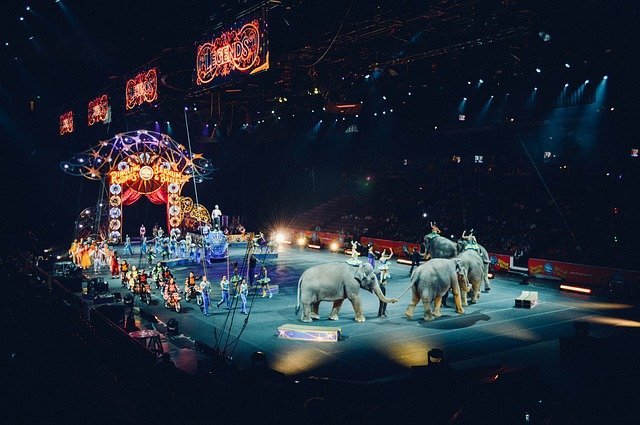 Во Франции введут запрет на использование диких животных в цирках