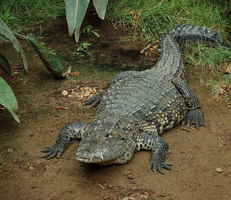 В Индии обнаружены окаменелости предка крокодила, возраст которых составляет 250 миллионов лет