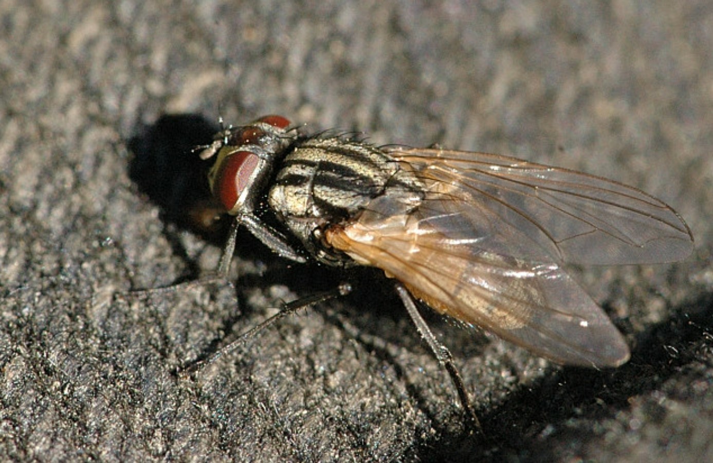 Росрыболовство опровергло информацию о кормлении россиян мукой из мух