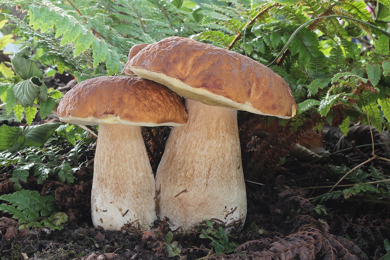 Исследователи выделили грибы, обладающие противораковыми свойствами