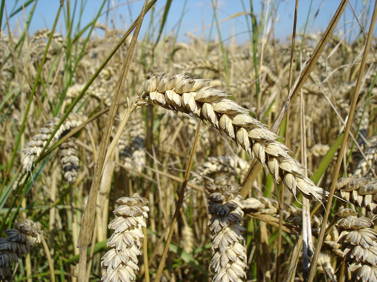 Предложение от россиян: прекратить экспорт зерна для снижения цен на хлеб