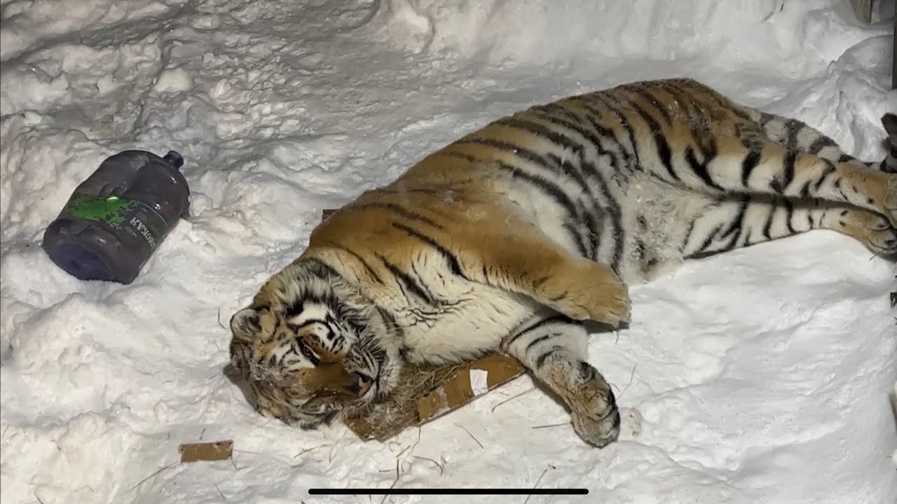 Старого амурский тигра обезвредили в Приморском крае