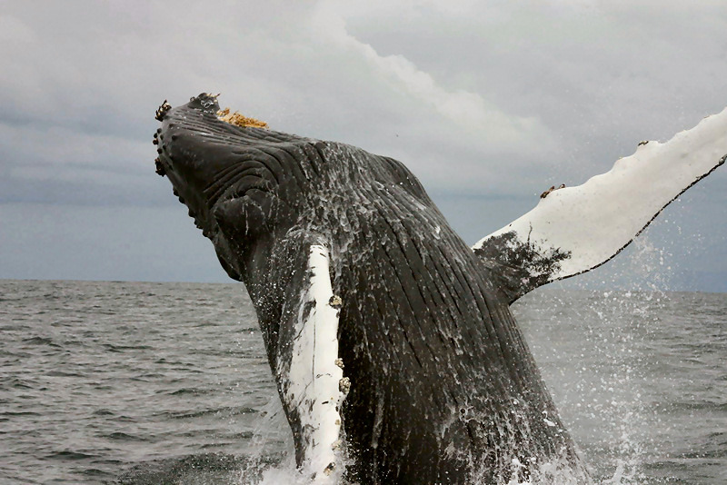 Рыбак в Норвегии столкнулся в море с китом, который выглядел как воздушный шар