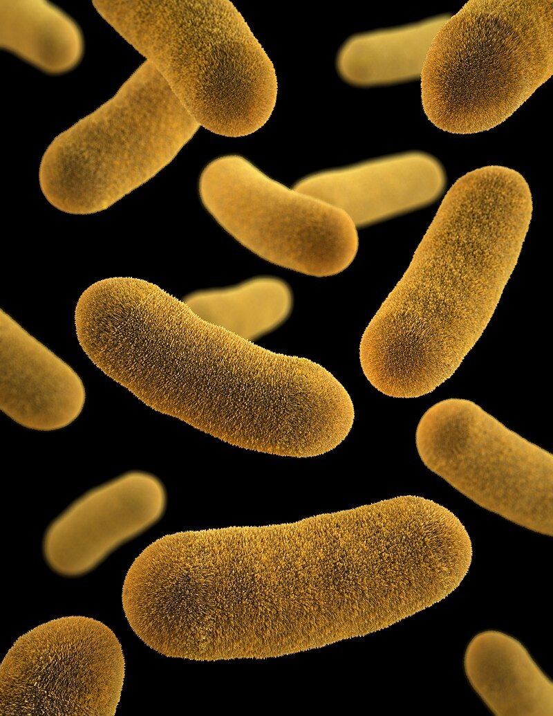 Исследователи: кишечные бактерии способны замедлять рост патогенных микробов в 1000 раз