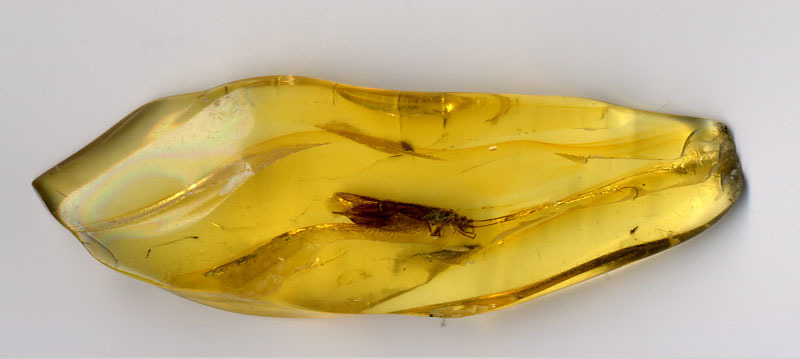 Биолог Манукян из Калининграда обнаружил новый вид древней осы в балтийском янтаре