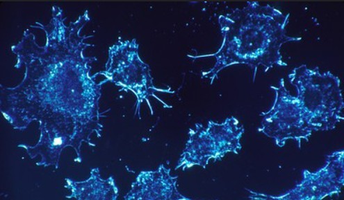 Ученые РФ выявили бактерии микрофлоры, которые могут мешать иммунотерапии рака кожи