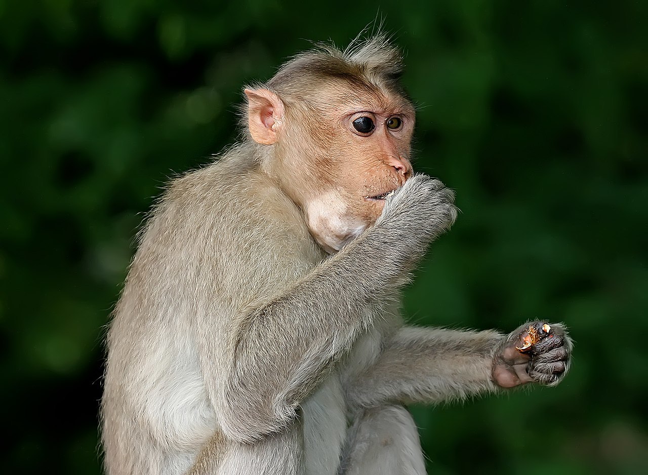 Ученые обнаружили, что прямохождение у приматов эволюционировало в три этапа