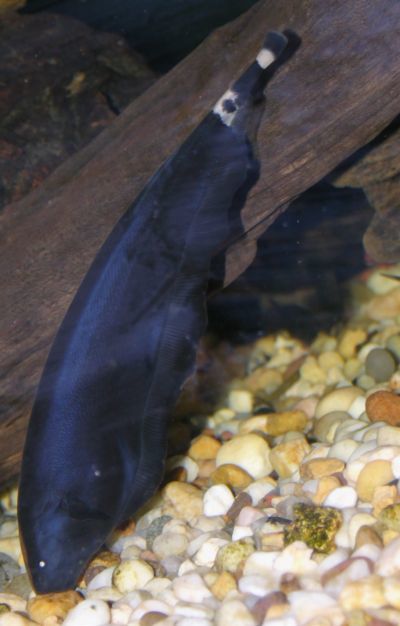 Ученым удалось заснять самую черную рыбу, не отражающую свет