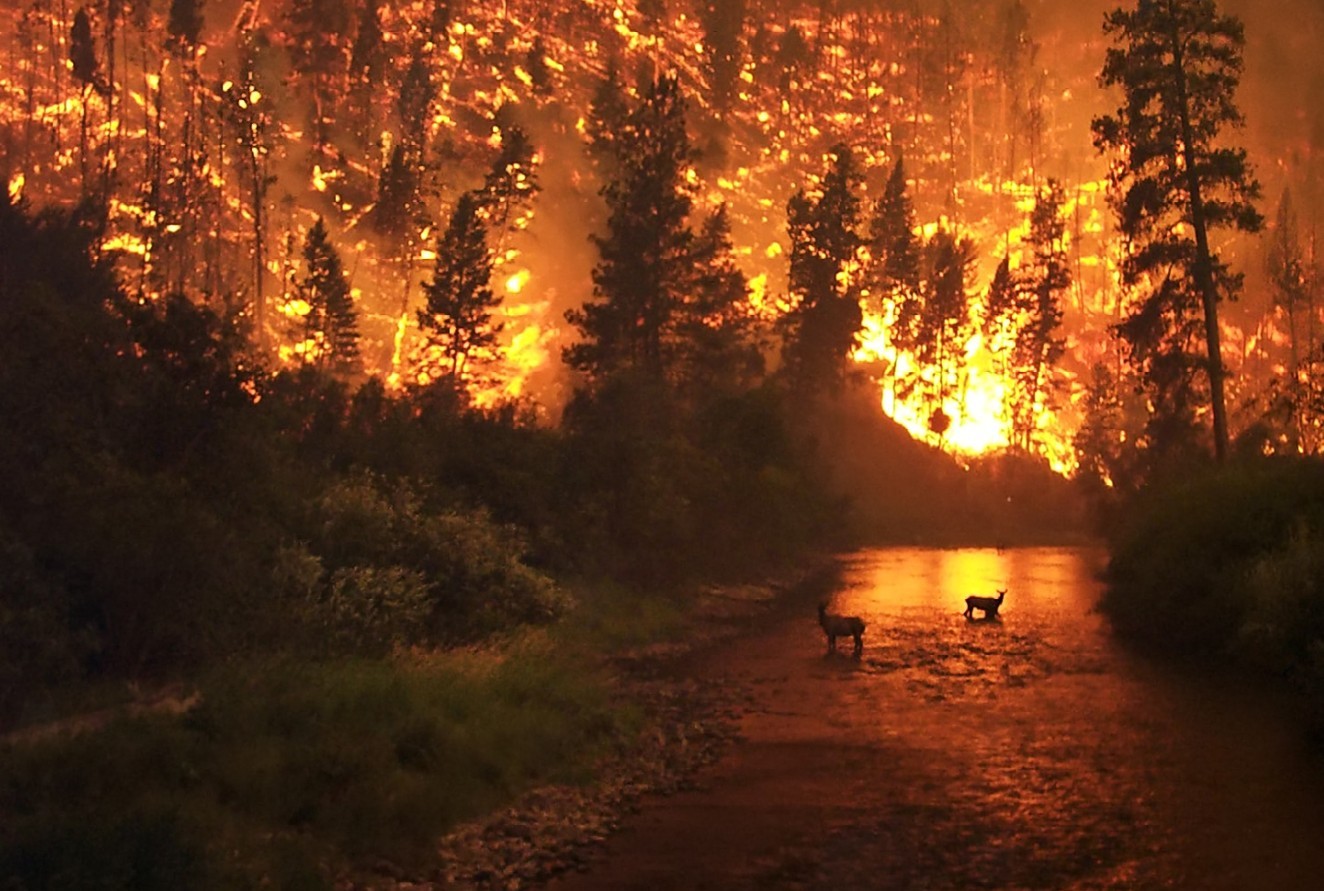 Fox News: В Гватемале объявлена чрезвычайная ситуация из-за 44 лесных пожаров