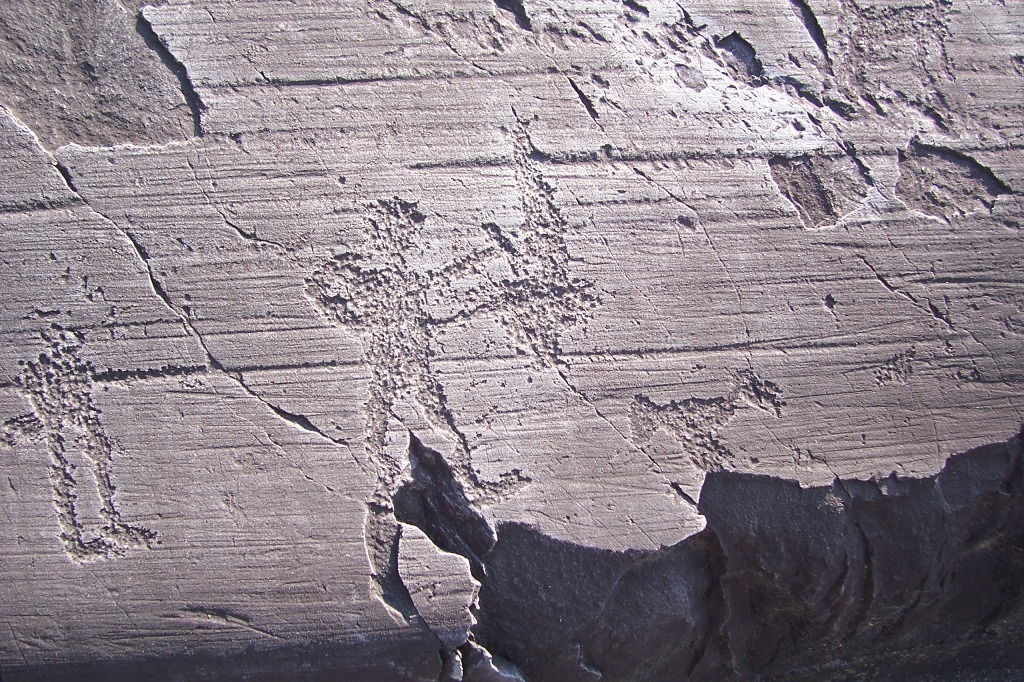 Ученые из США впервые обнаружили отпечатки кроны дерева каменноугольного периода