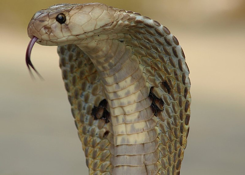 Ученые из США разработали противоядие для нейтрализации ядов некоторых змей