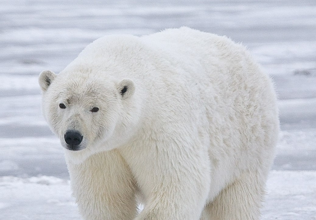 В Якутии впервые использовали ИИ для оценки числа белых медведей