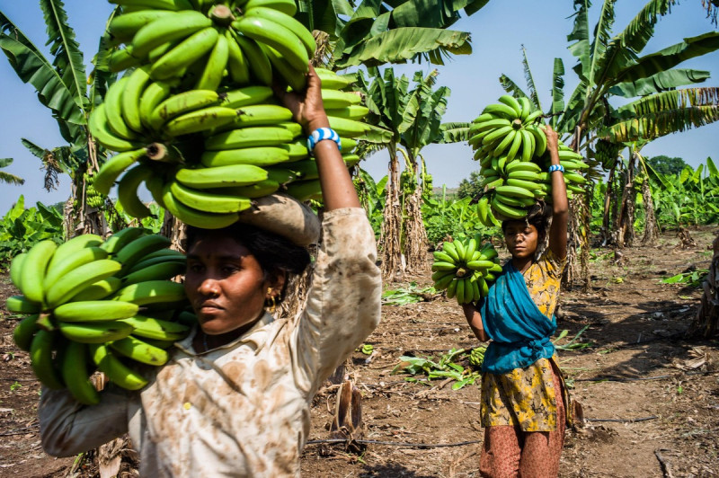 В Россию вернутся бананы из Эквадора
