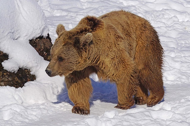 В Нижневартовске поймали сбежавшего медведя