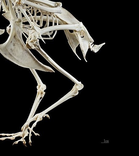 В Якутии найдены древние кости неизвестных животных