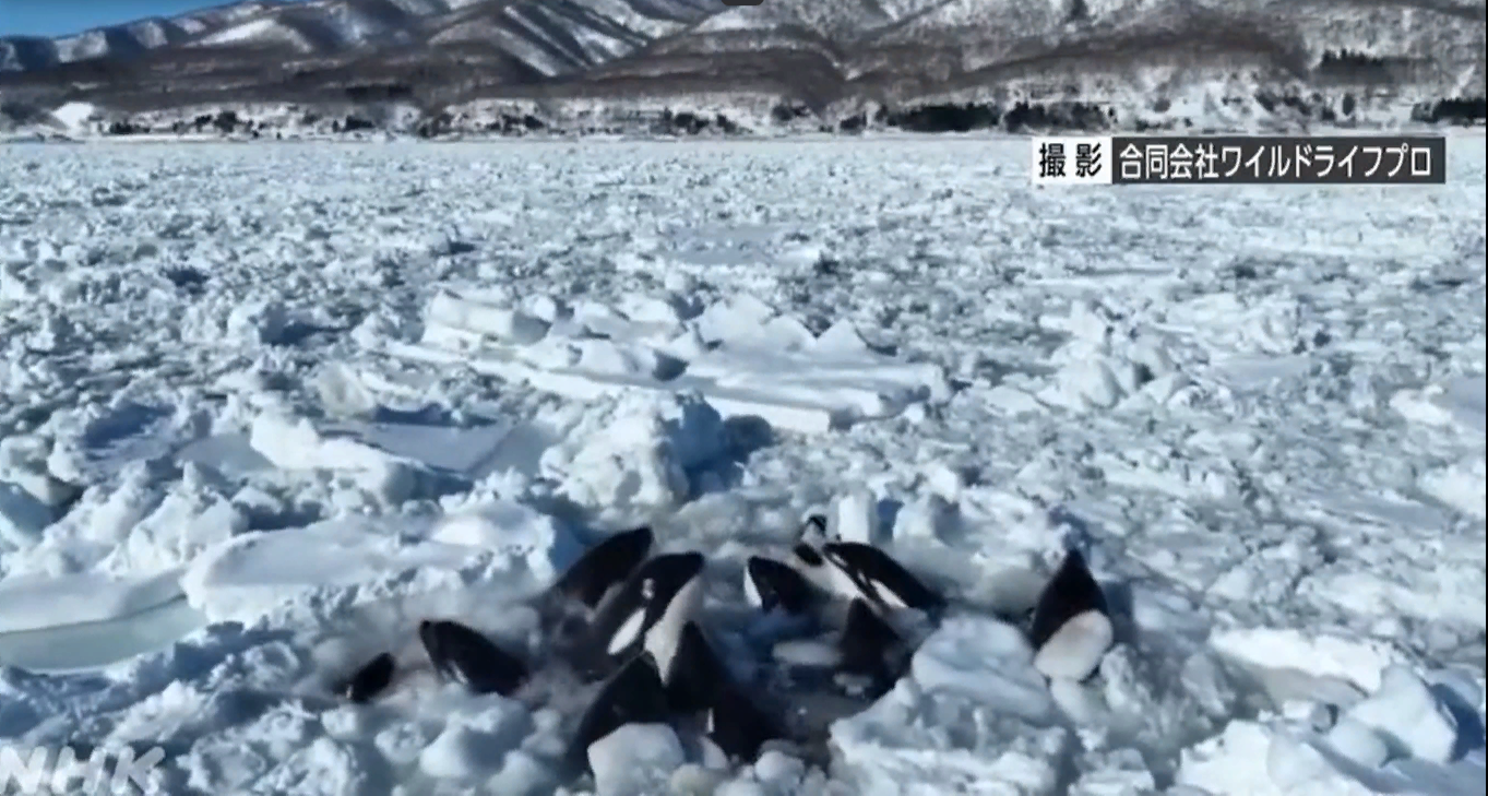 Касатки во льдах Японии вероятно спаслись сами
