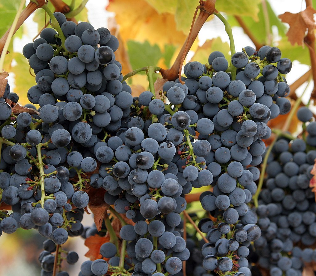 The Conversation: исследователи рассказали, каким было на вкус Римское вино