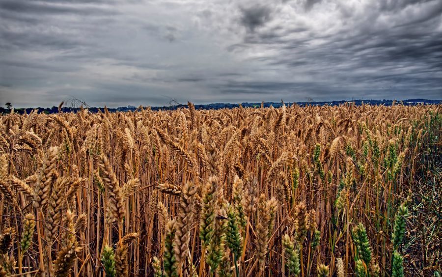 В ООН заявили о необходимости возобновления зерновой сделки