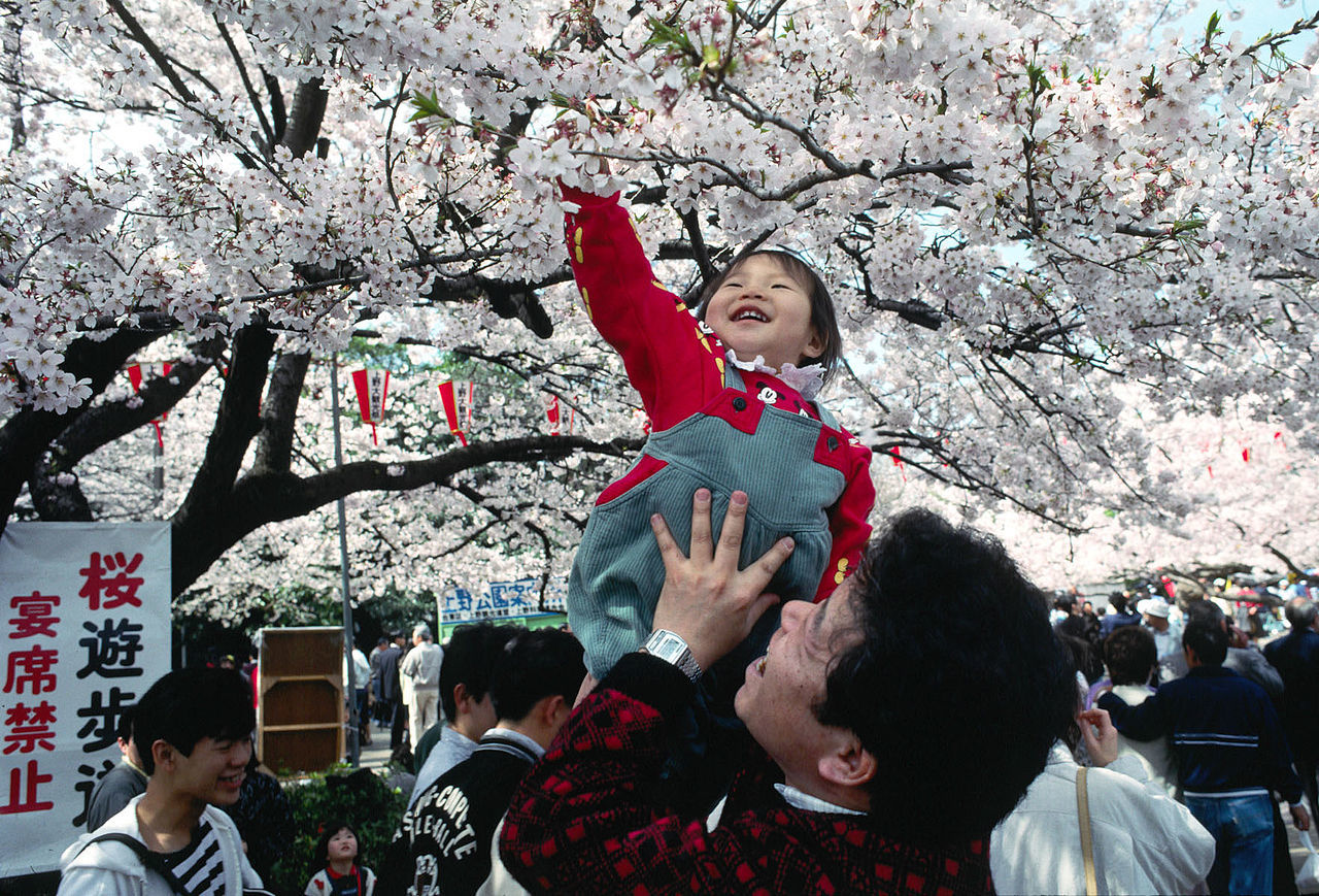 Российским туристам, планирующим поездку на цветение сакуры в Японию, не хватает гидов