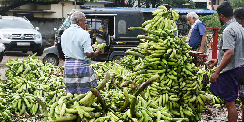 Эквадор планирует сменить Россию на Китай в качестве покупателя бананов