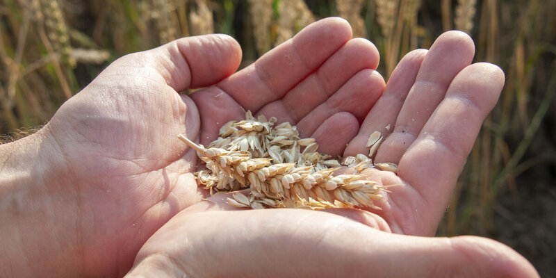 Испания побила собственные рекорды по приобретению зерна у России