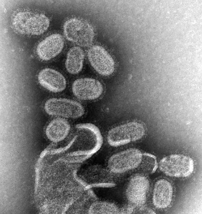 Найден новый класс антител, которые борются с гриппом