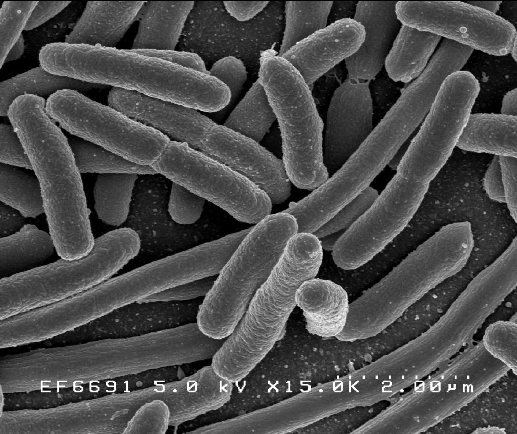 Ученые сообщили, что кишечные бактерии играют ключевую роль в защите организма от опасных инфекций