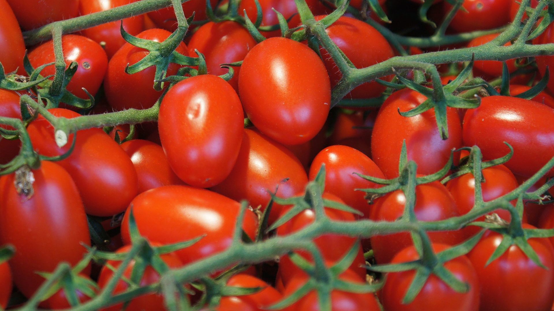 Крупнейший российский завод томатной пасты столкнулся с нехваткой импортных семян томатов