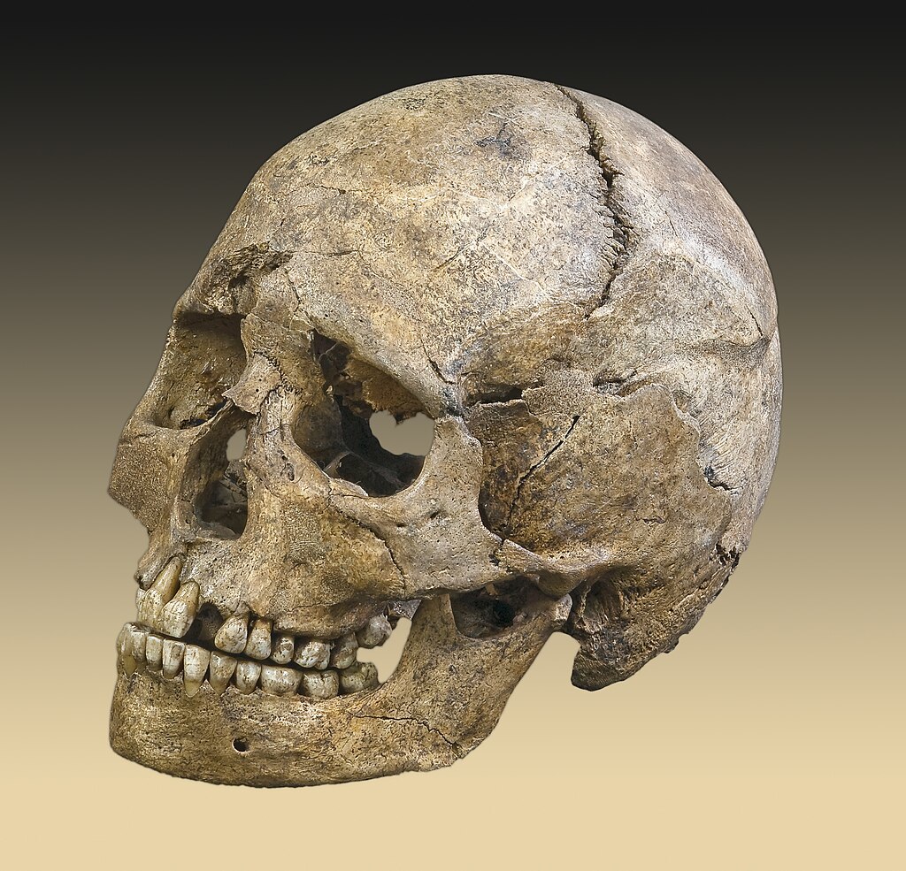 Исследователи обнаружили необычные модификации черепов у женщин-викингов