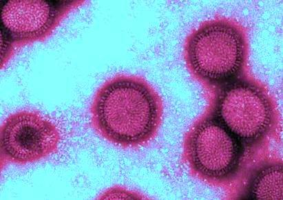 Врач Жемчугов высказал вывод о том, что грипп типа А представляет наибольшую угрозу
