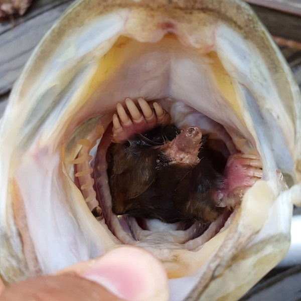 Рыбак поймал сома с кротом внутри