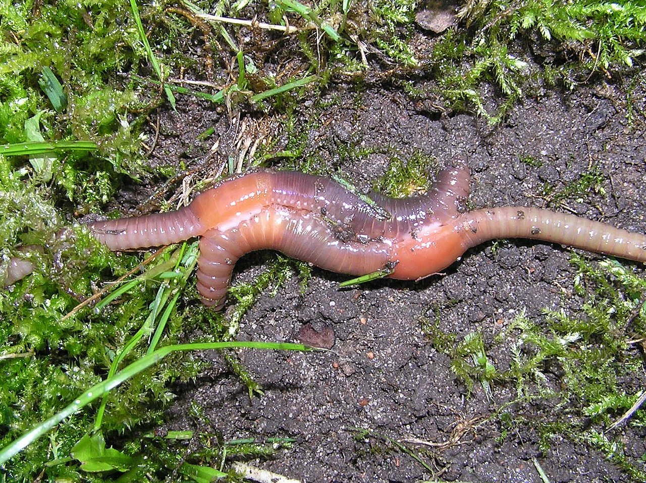 Ученые из Калифорнийского университета в Риверсайде обнаружили новый вид червей