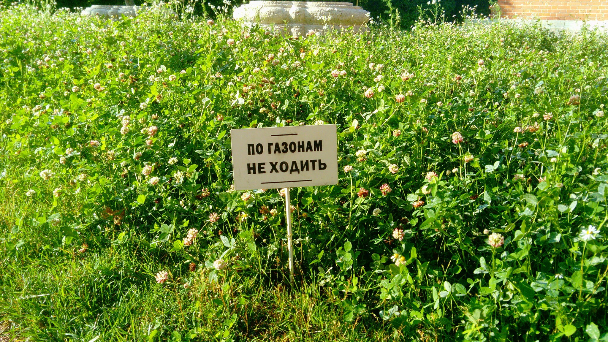 Жители Петербурга пожаловались на "лысый" газон в зонах отдыха. 10804.jpeg