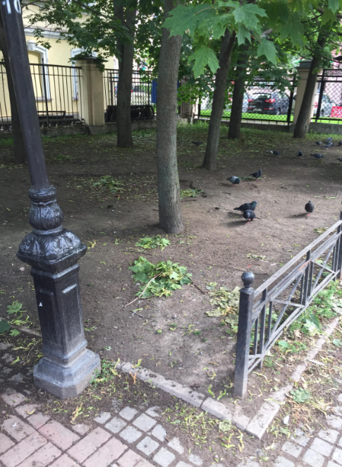 Жители Петербурга пожаловались на "лысый" газон в зонах отдыха. 10805.png